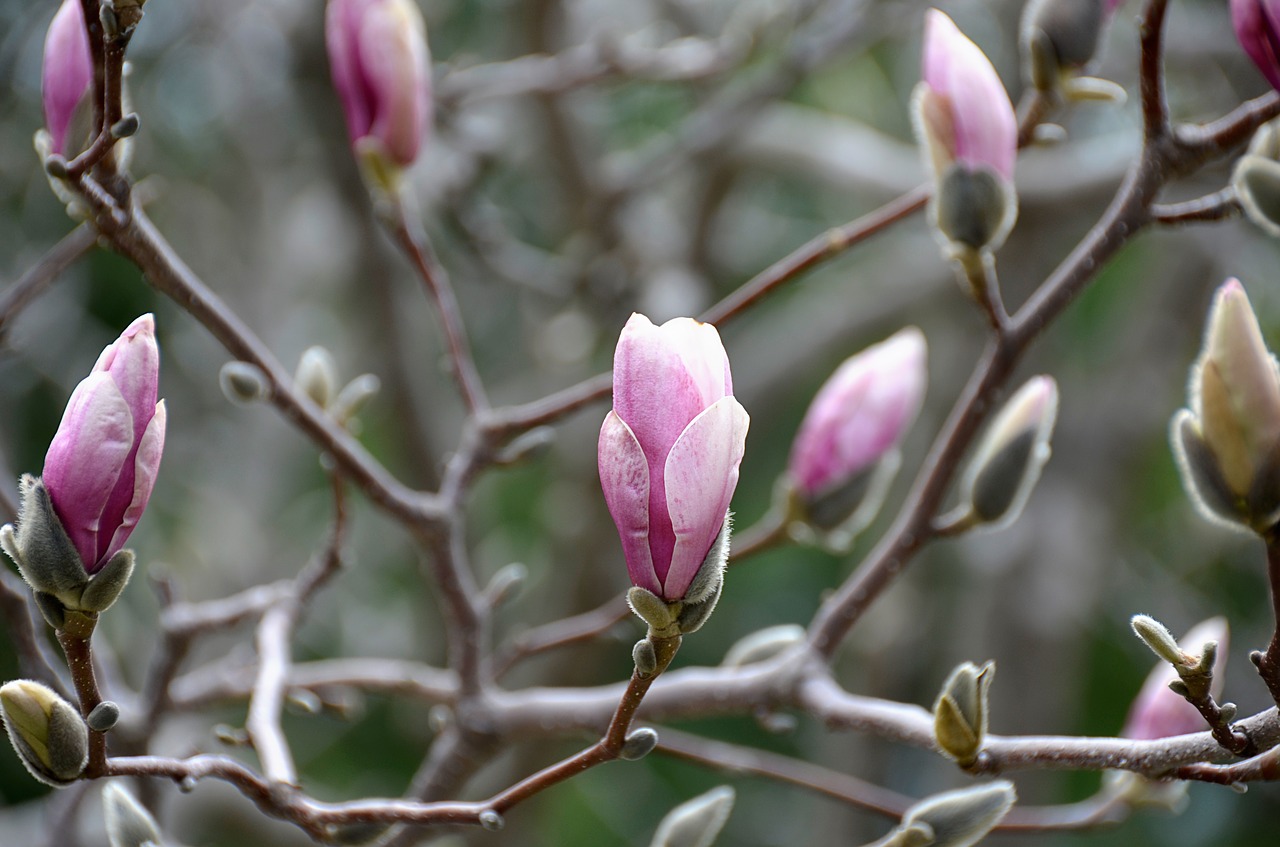 magnolia nature spring free photo