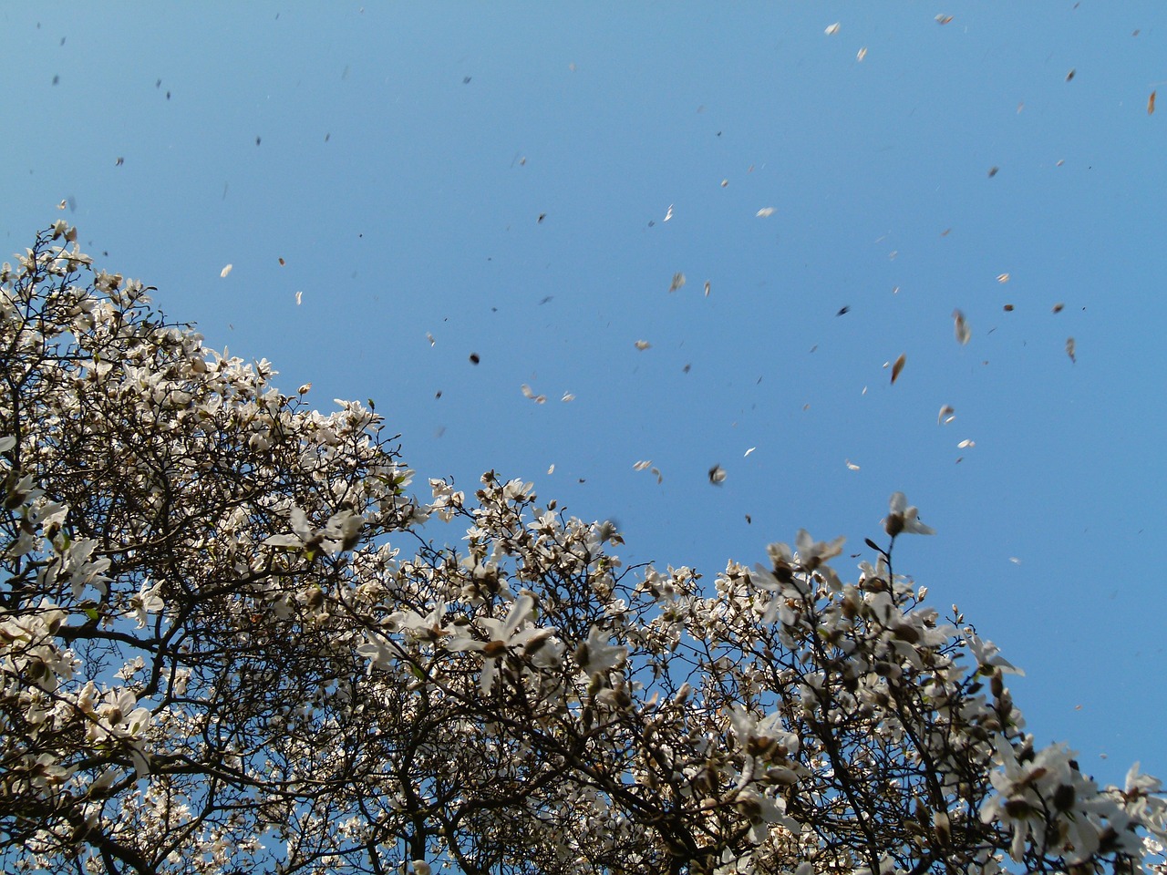 magnolia wind flower free photo