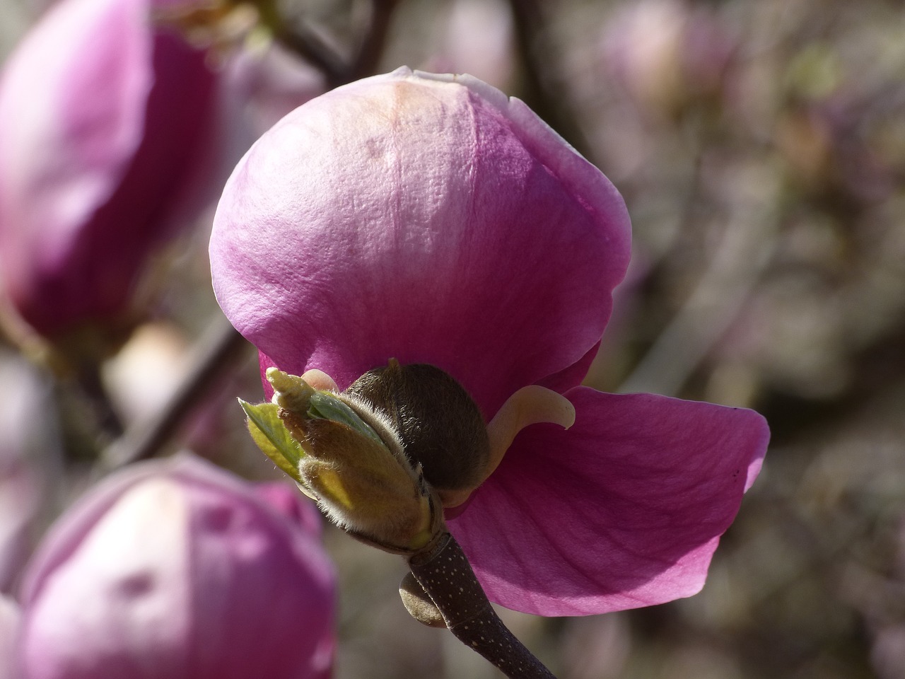 magnolia spring flowers free photo