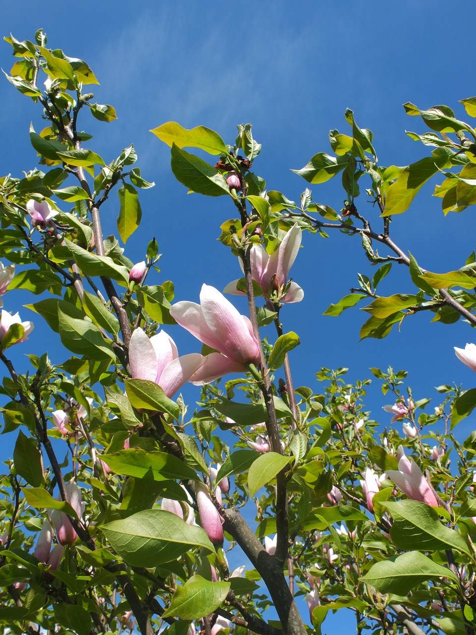 magnolia blossom spring free photo