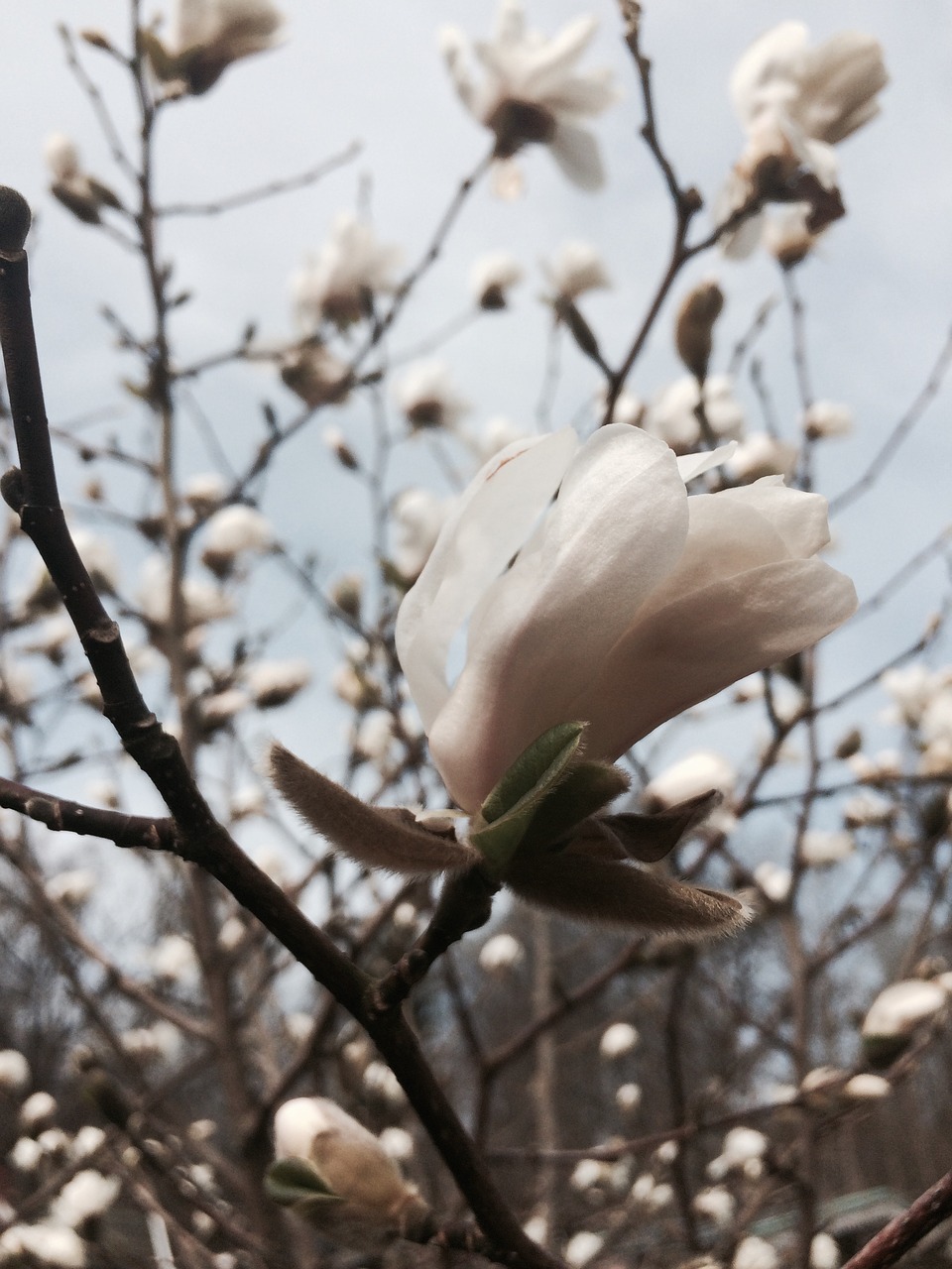 magnolia white spring free photo