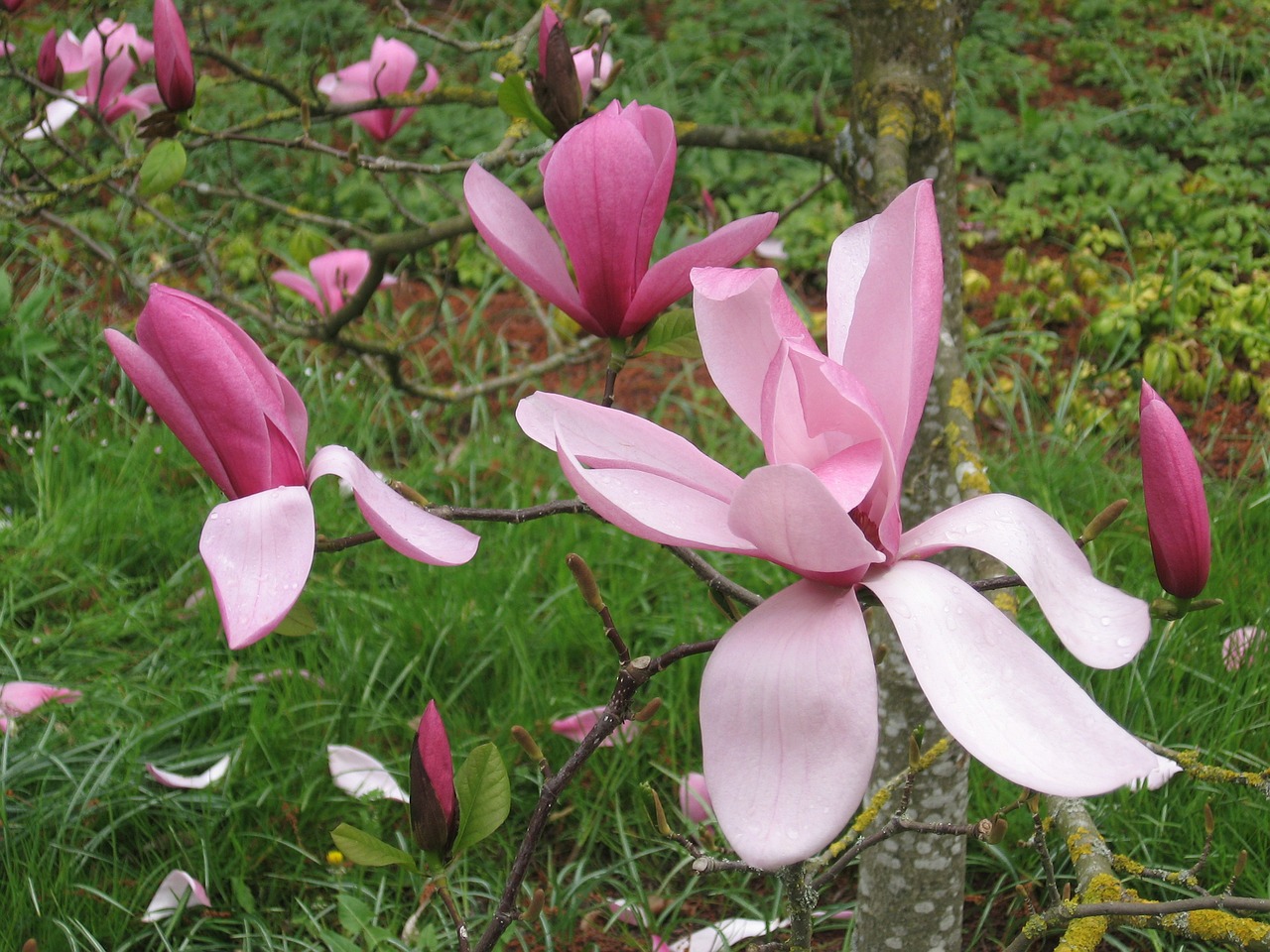 magnolia flowers spring free photo