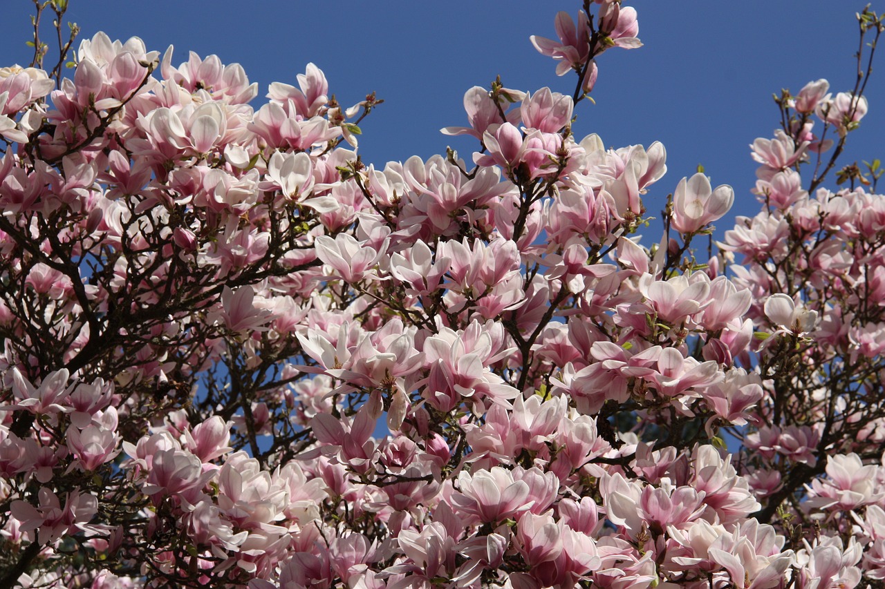 magnolia tree frühlingsblüher free photo