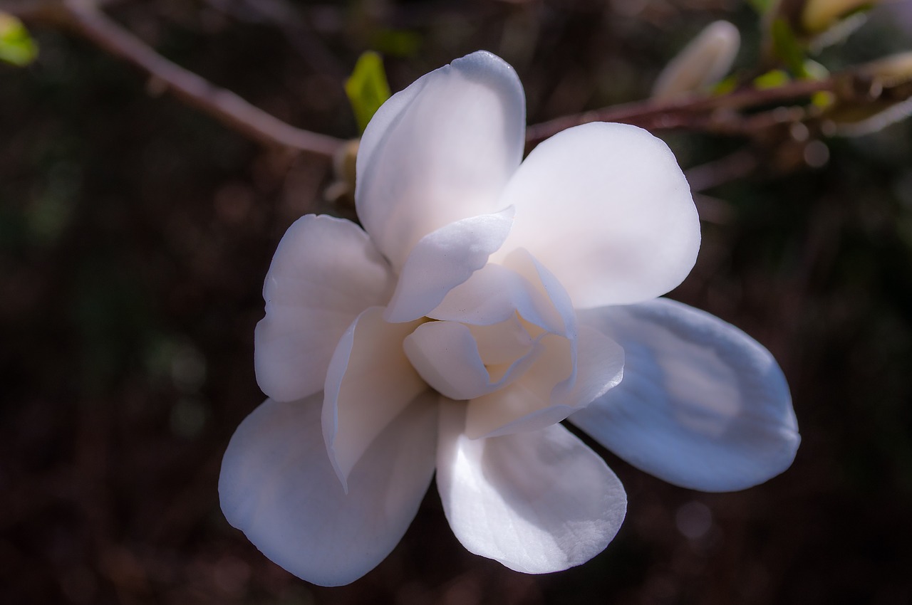 magnolia blossom bloom free photo