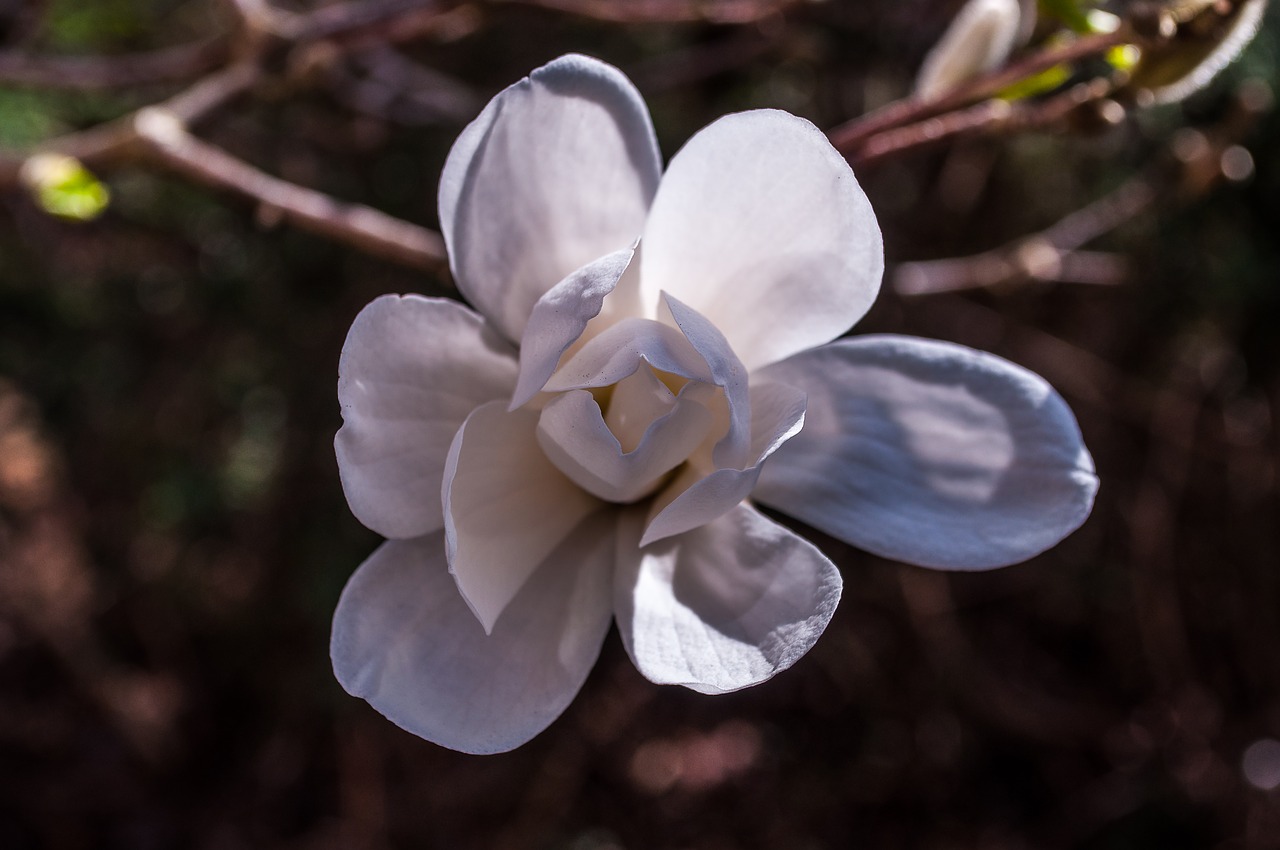 magnolia white blossom free photo
