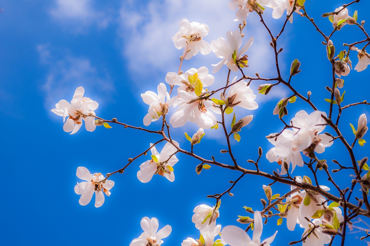 magnolia flowers spring free photo