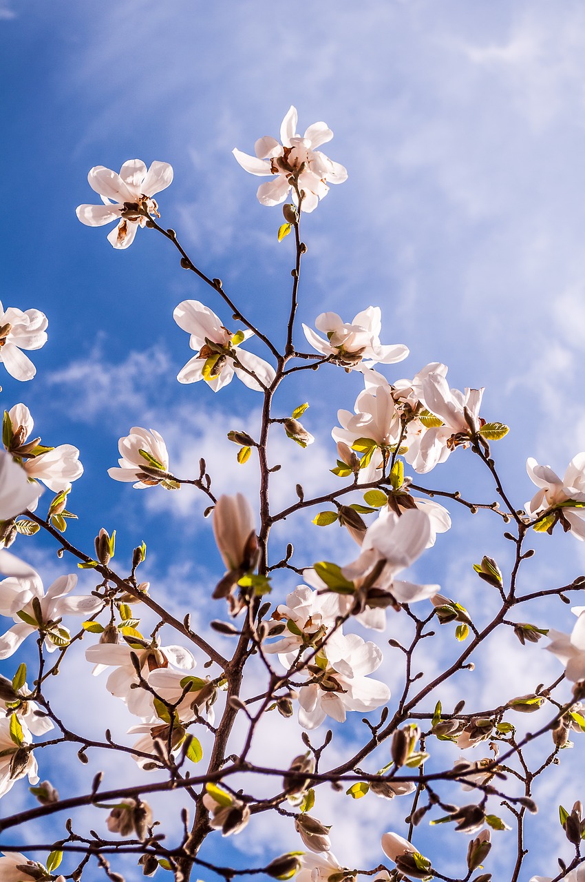 magnolia flowers spring free photo