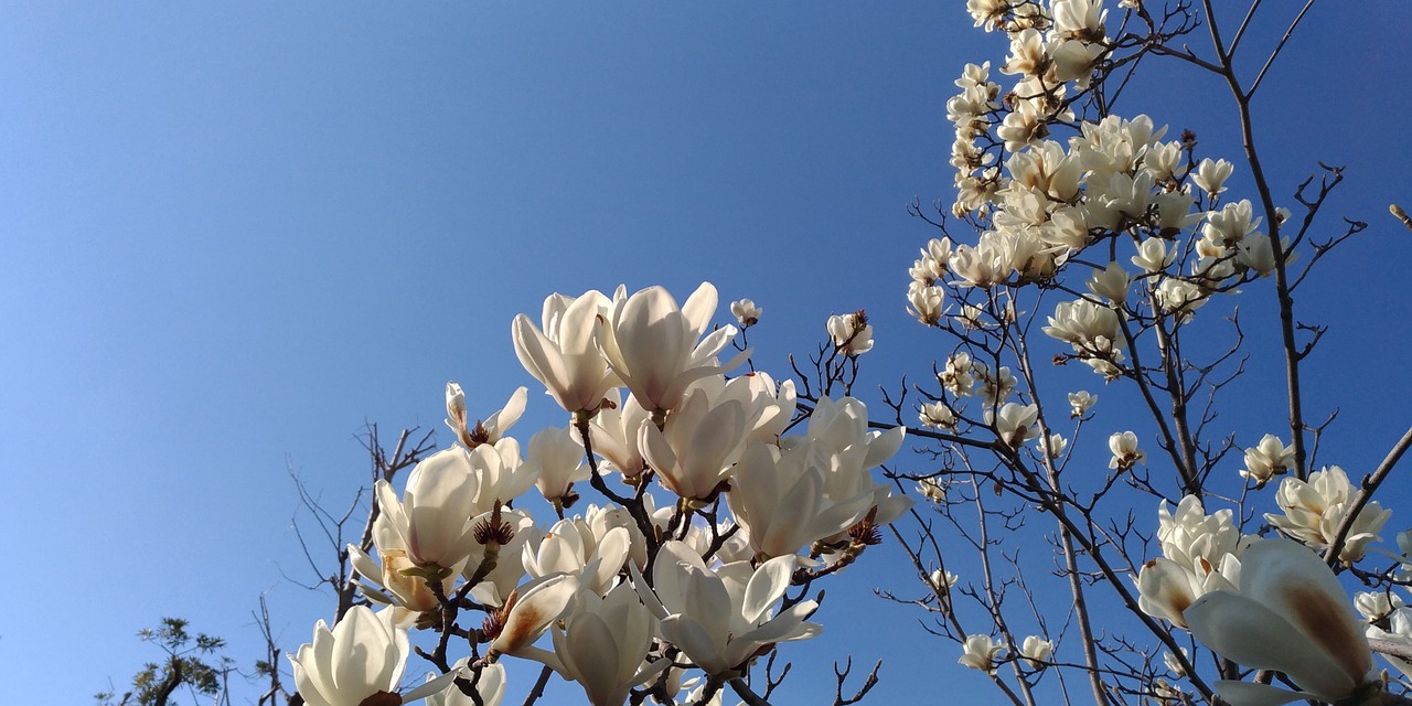 magnolia white flowers spring free photo