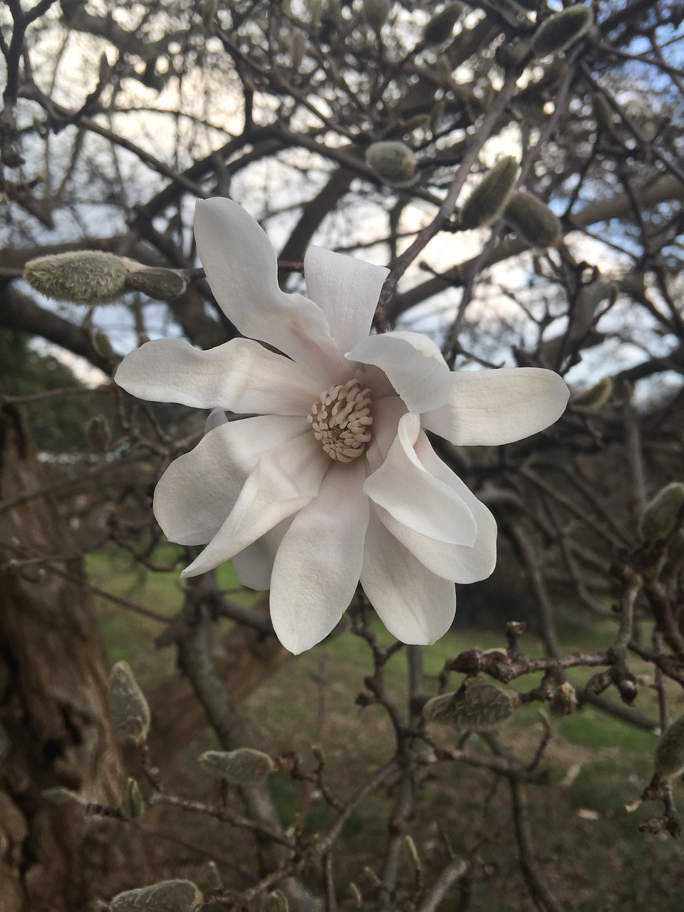 magnolia white flower free photo