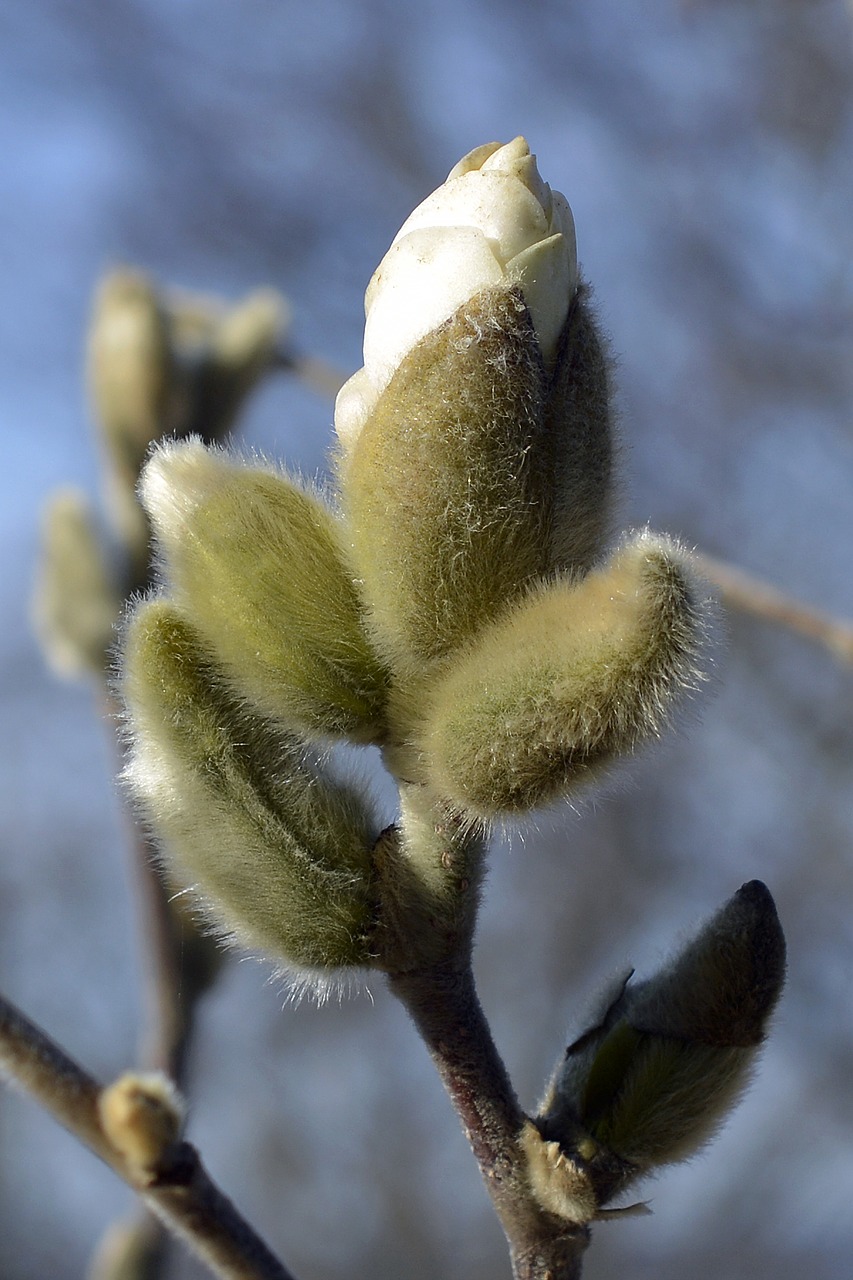 magnolia star magnolia bud free photo