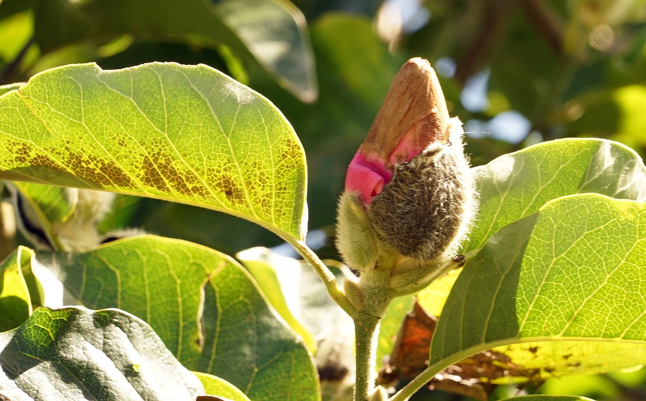 magnolia bud magnolia tree free photo