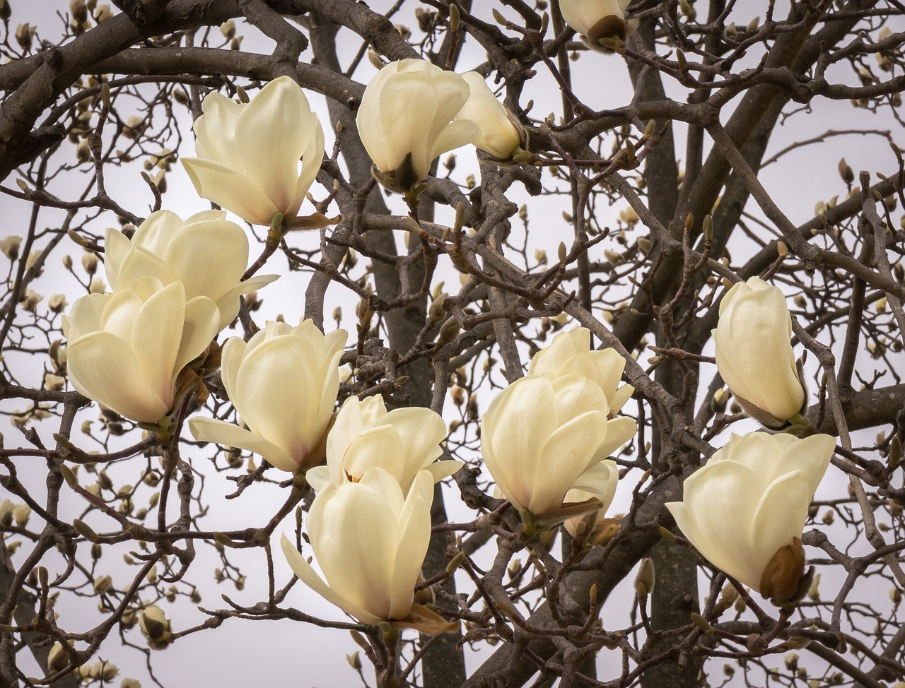 magnolia flowers wood free photo