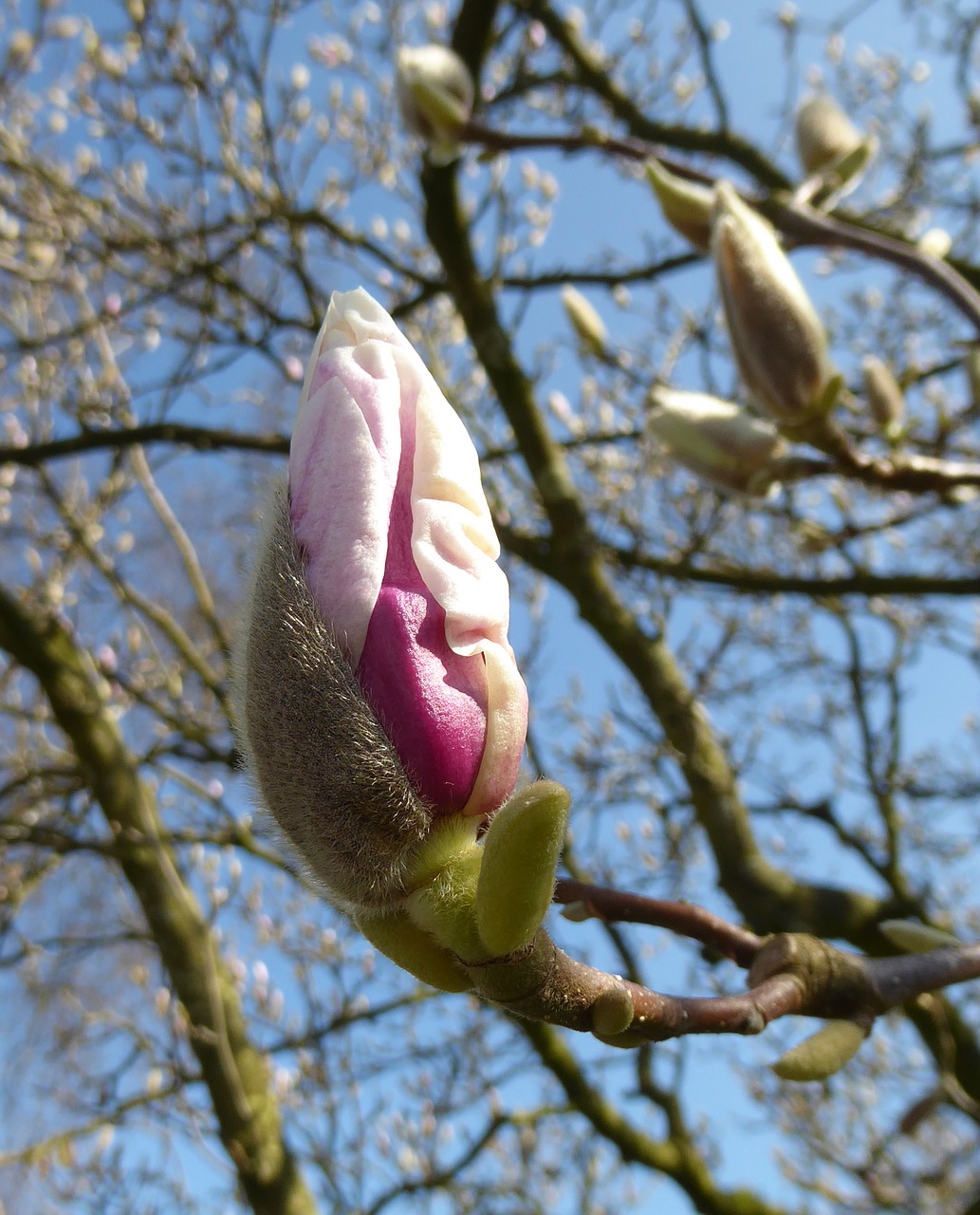 magnolia spring sun free photo