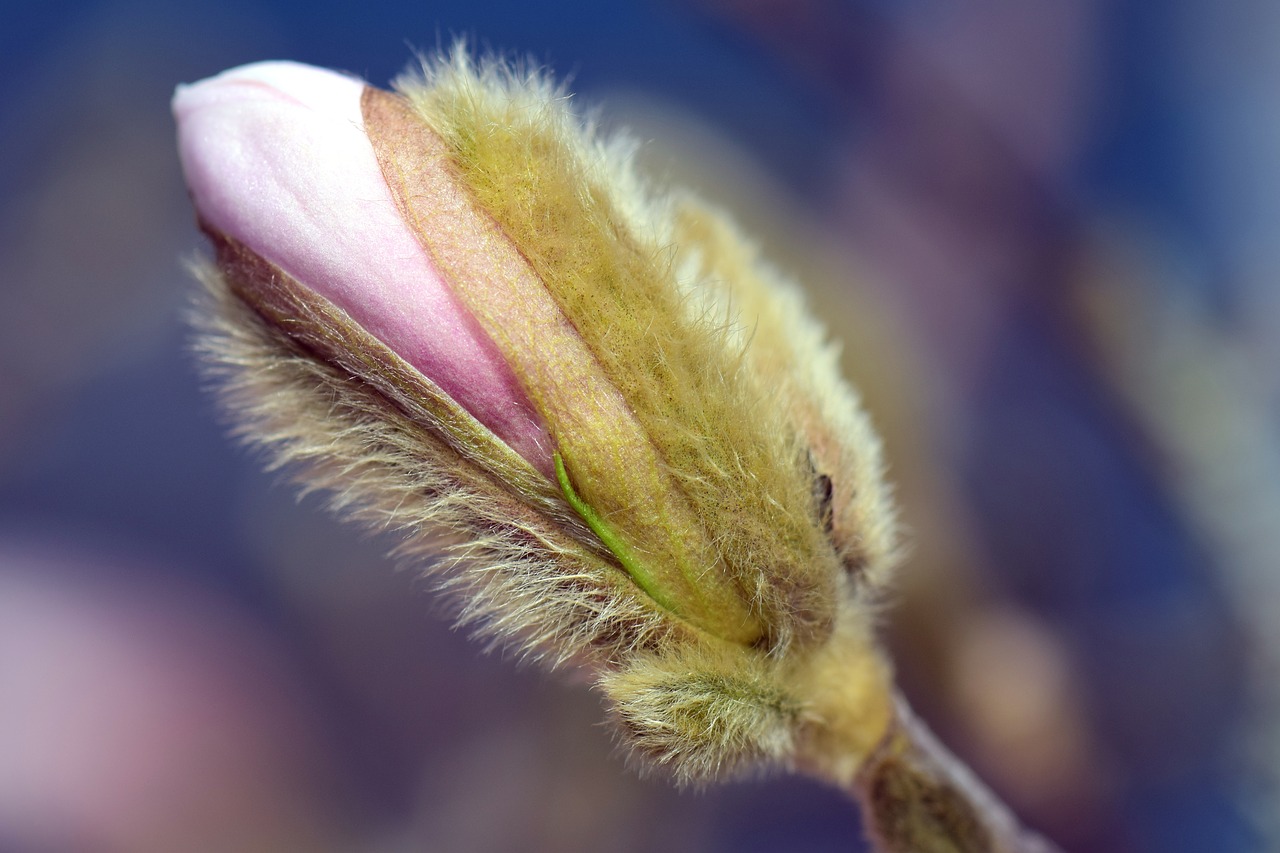 magnolia blossom bloom free photo