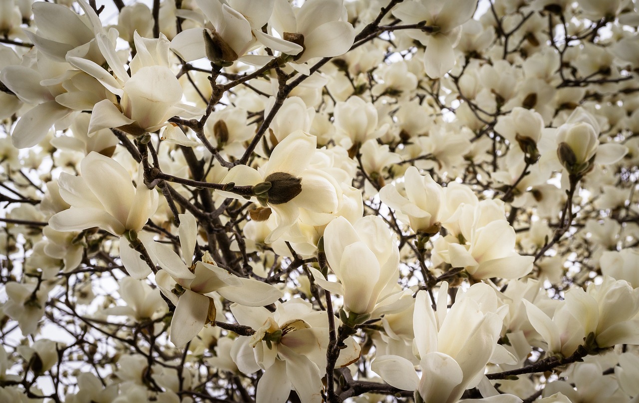 magnolia flowers nature free photo
