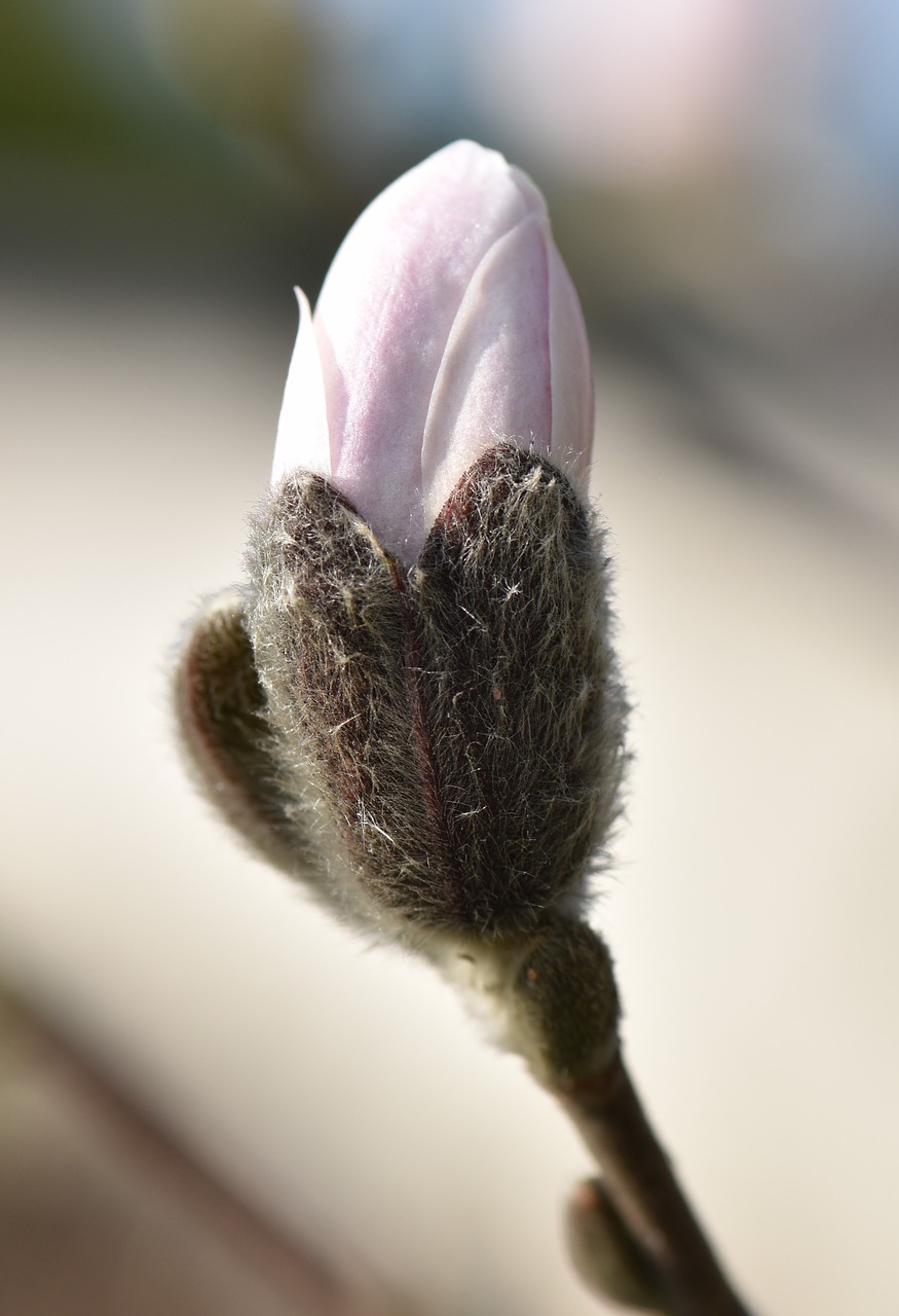 magnolia plant flower free photo