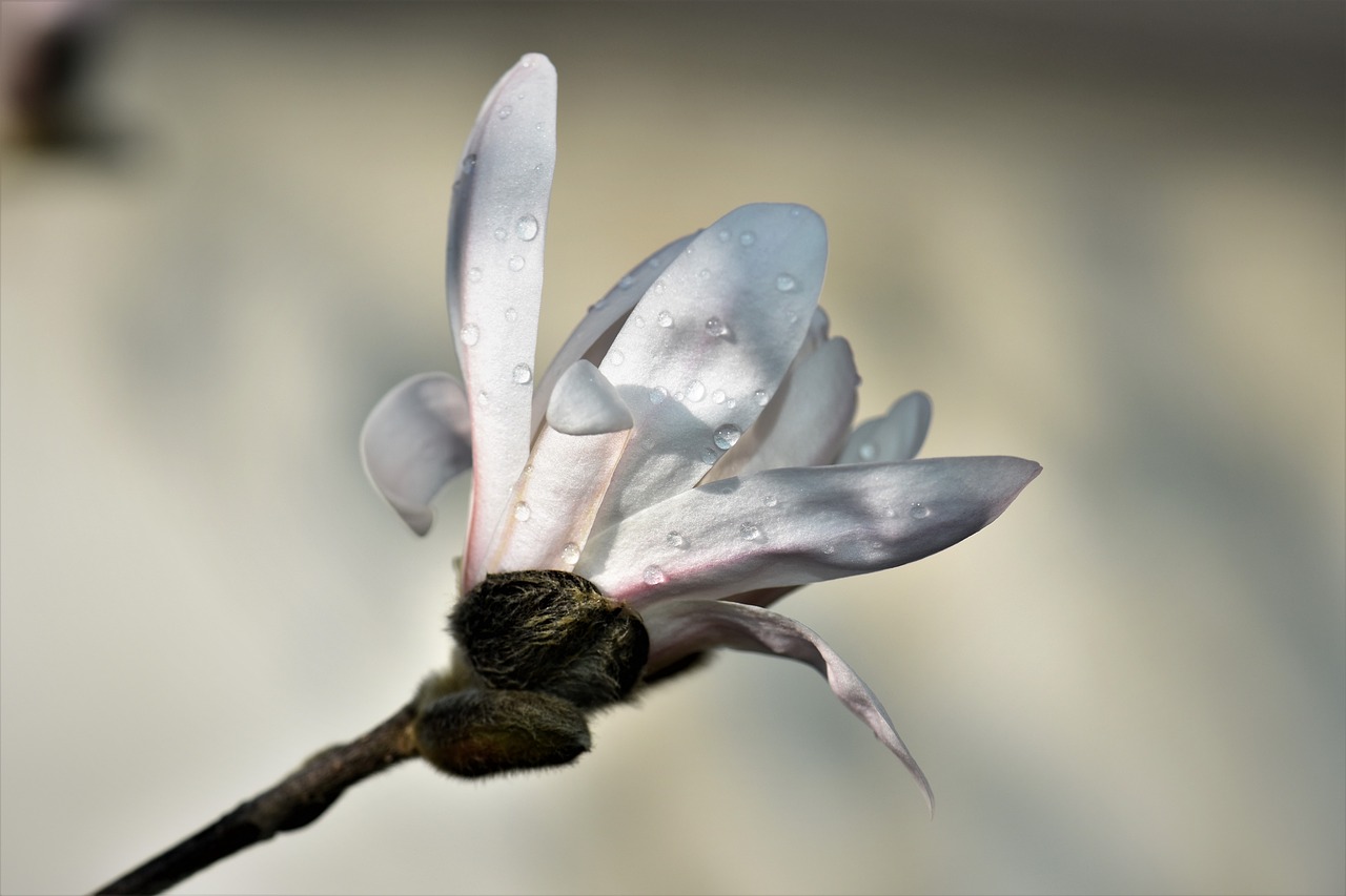 magnolia plant flower free photo