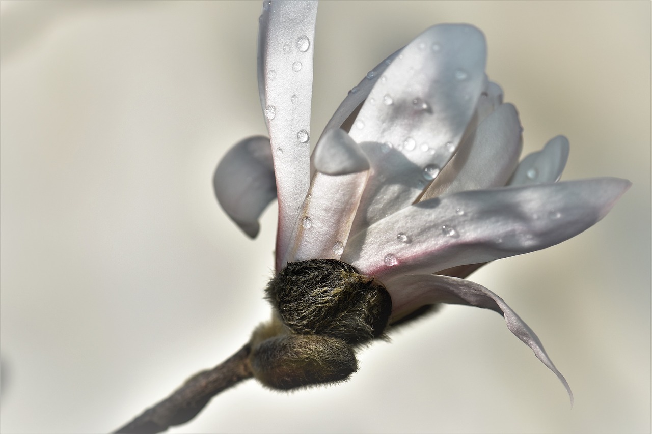 magnolia plant flower free photo