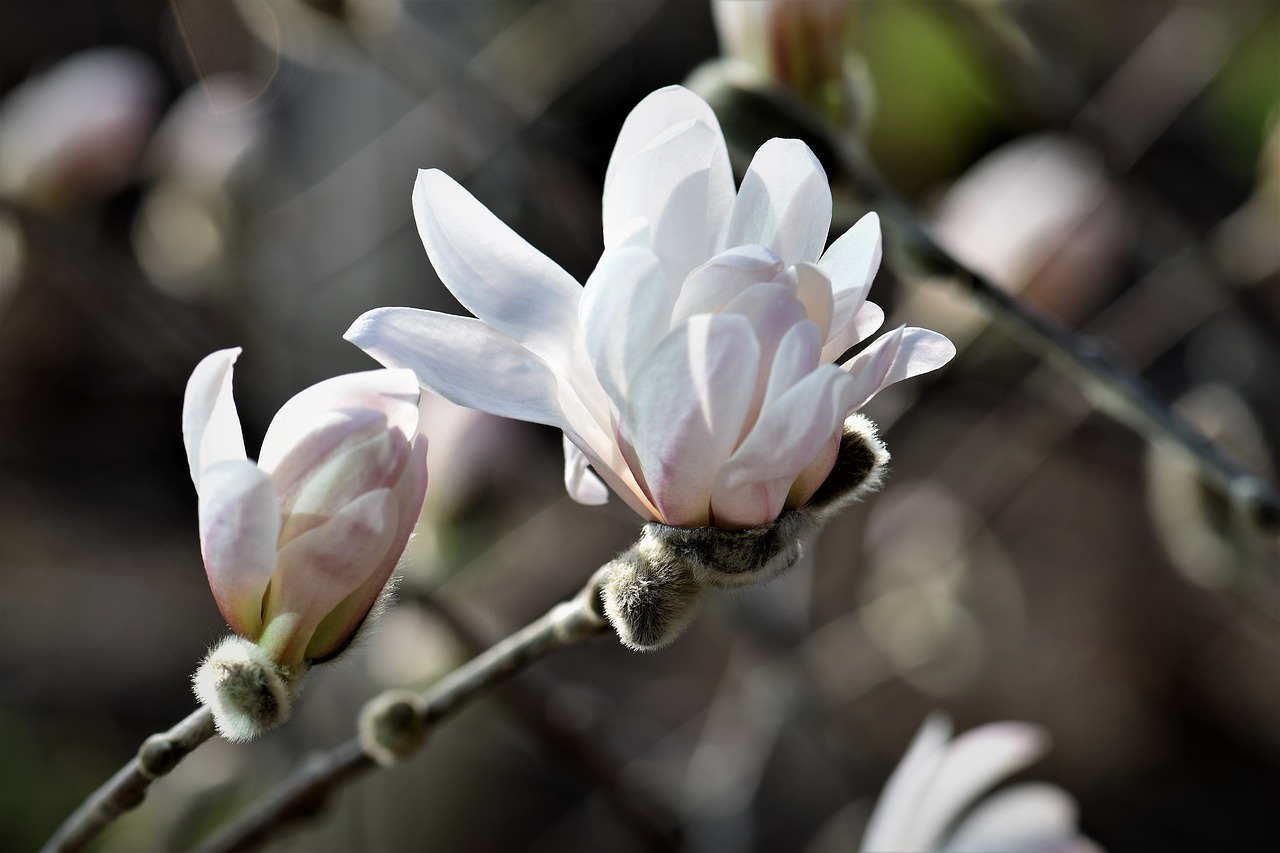 magnolia plant flower free photo