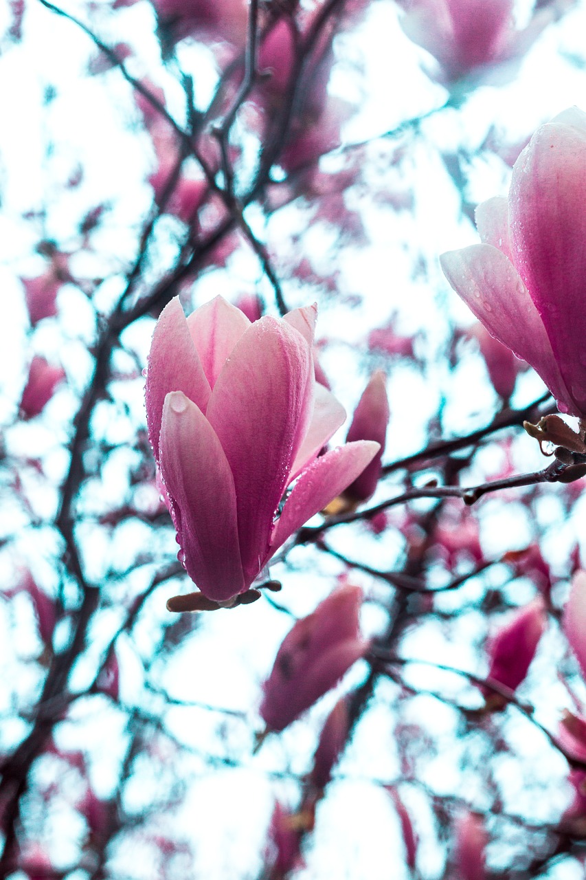 magnolia bloom spring free photo