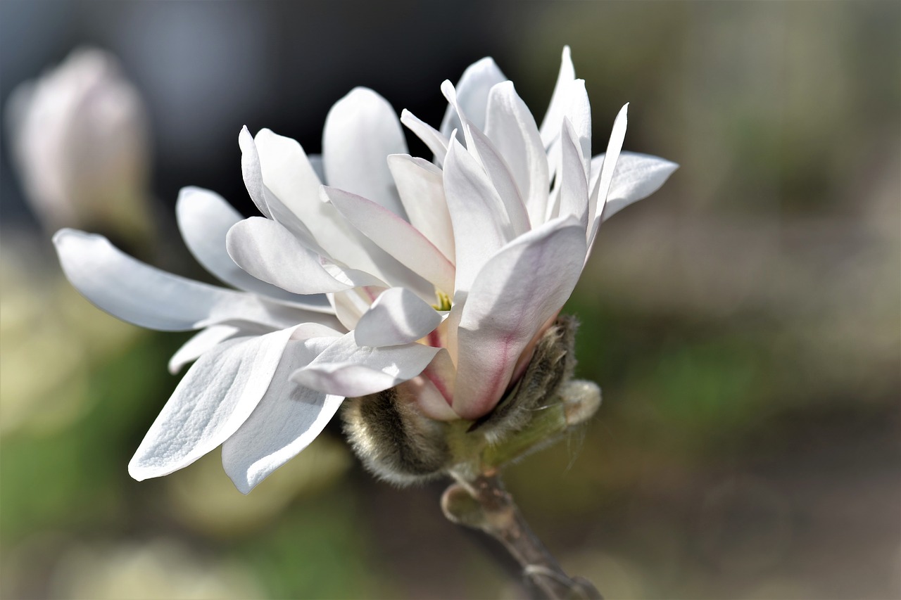 magnolia flower blossom free photo