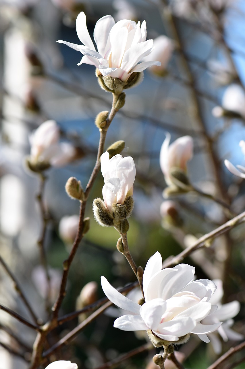 magnolia flower blossom free photo