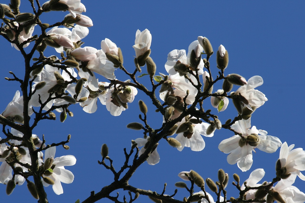 magnolia blue sky white free photo