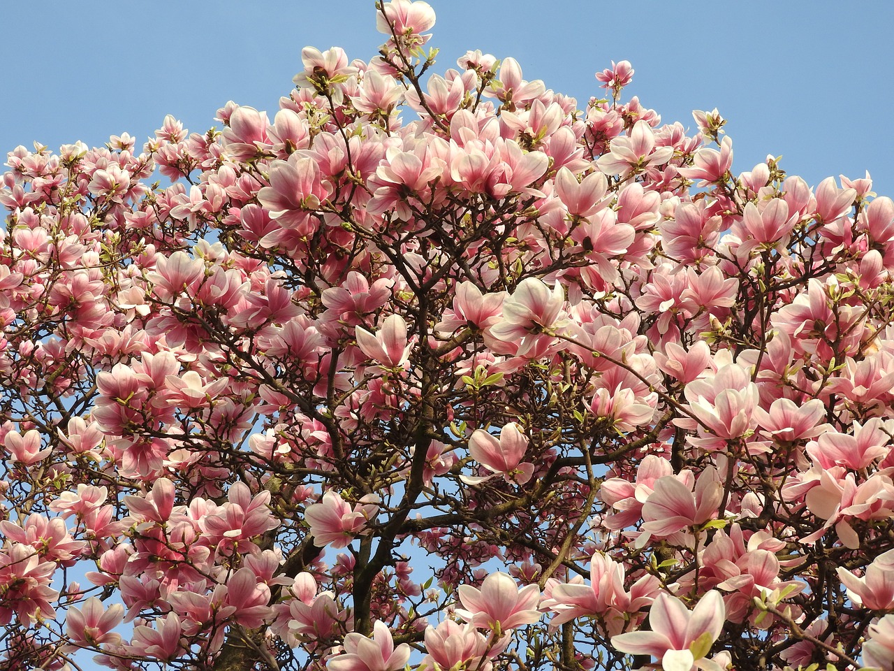 magnolia spring blossom free photo