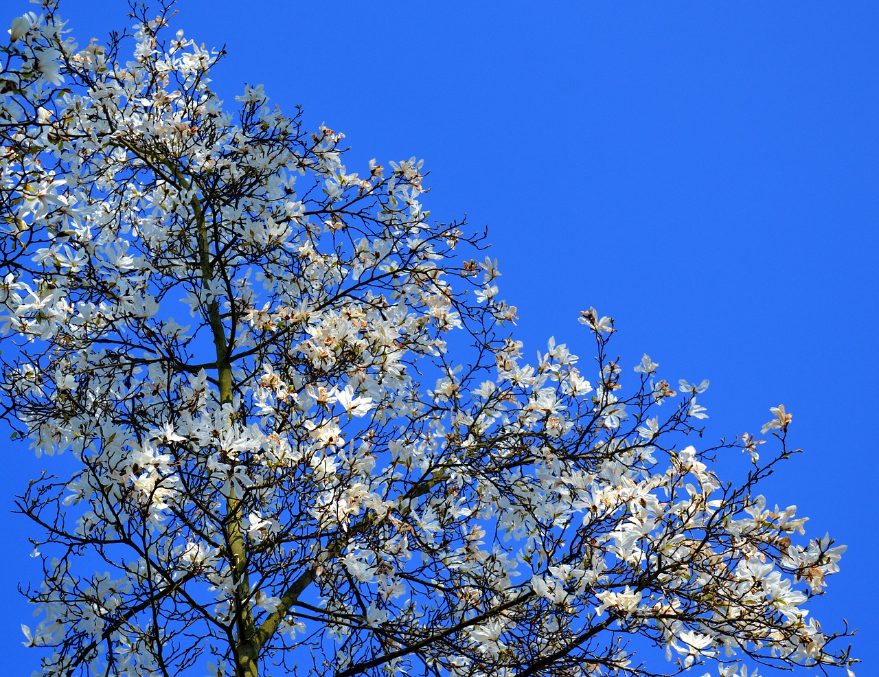 magnolia magnolia tree spring free photo