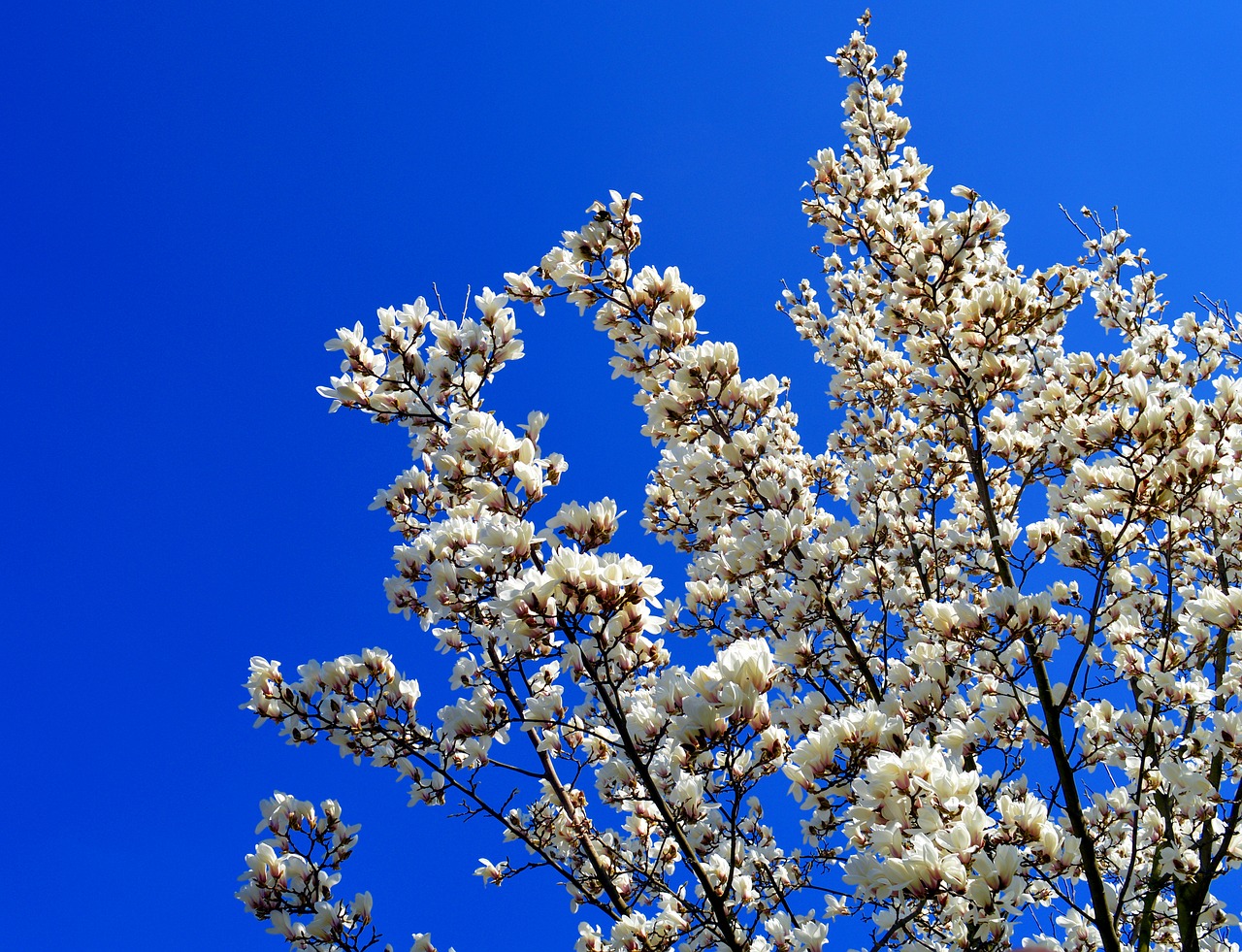 magnolia magnolia tree spring free photo