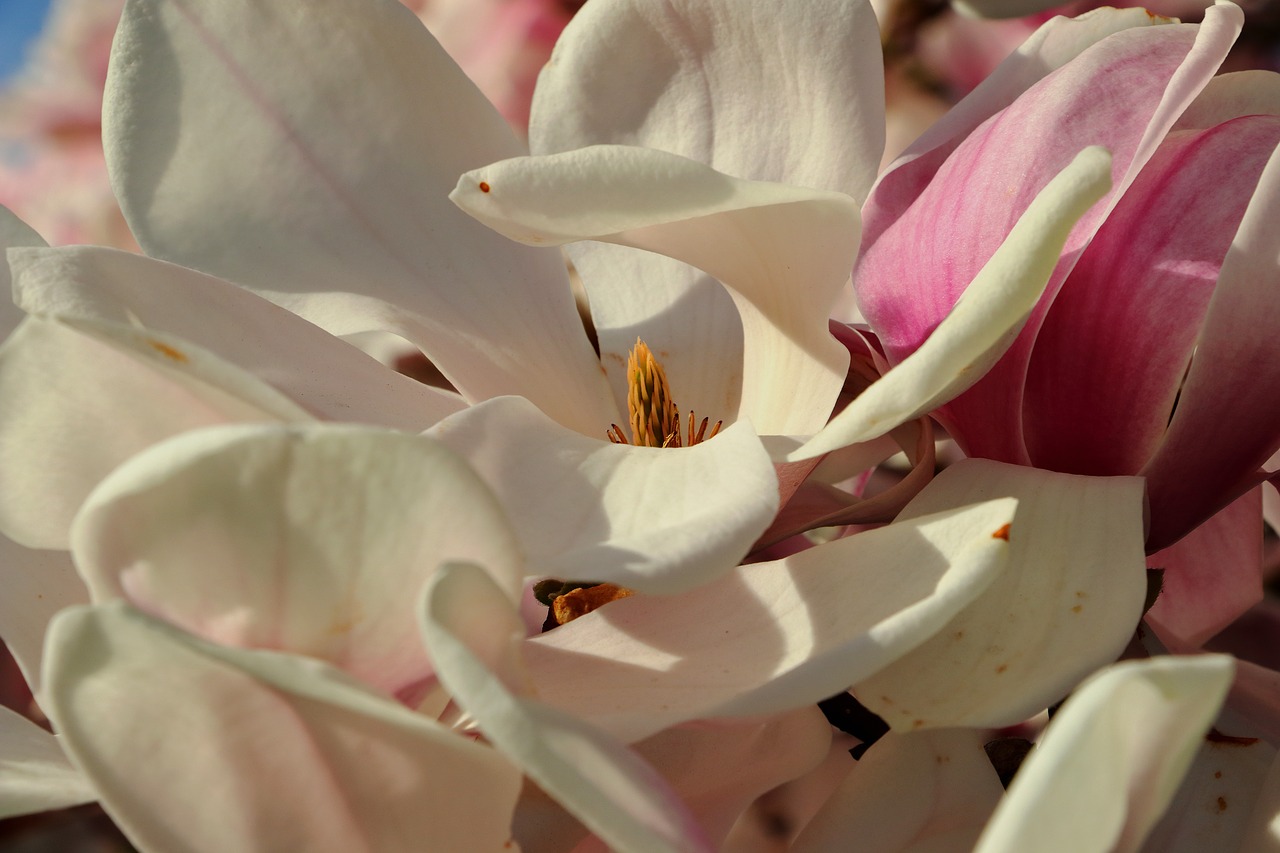 magnolia magnolia tree spring free photo