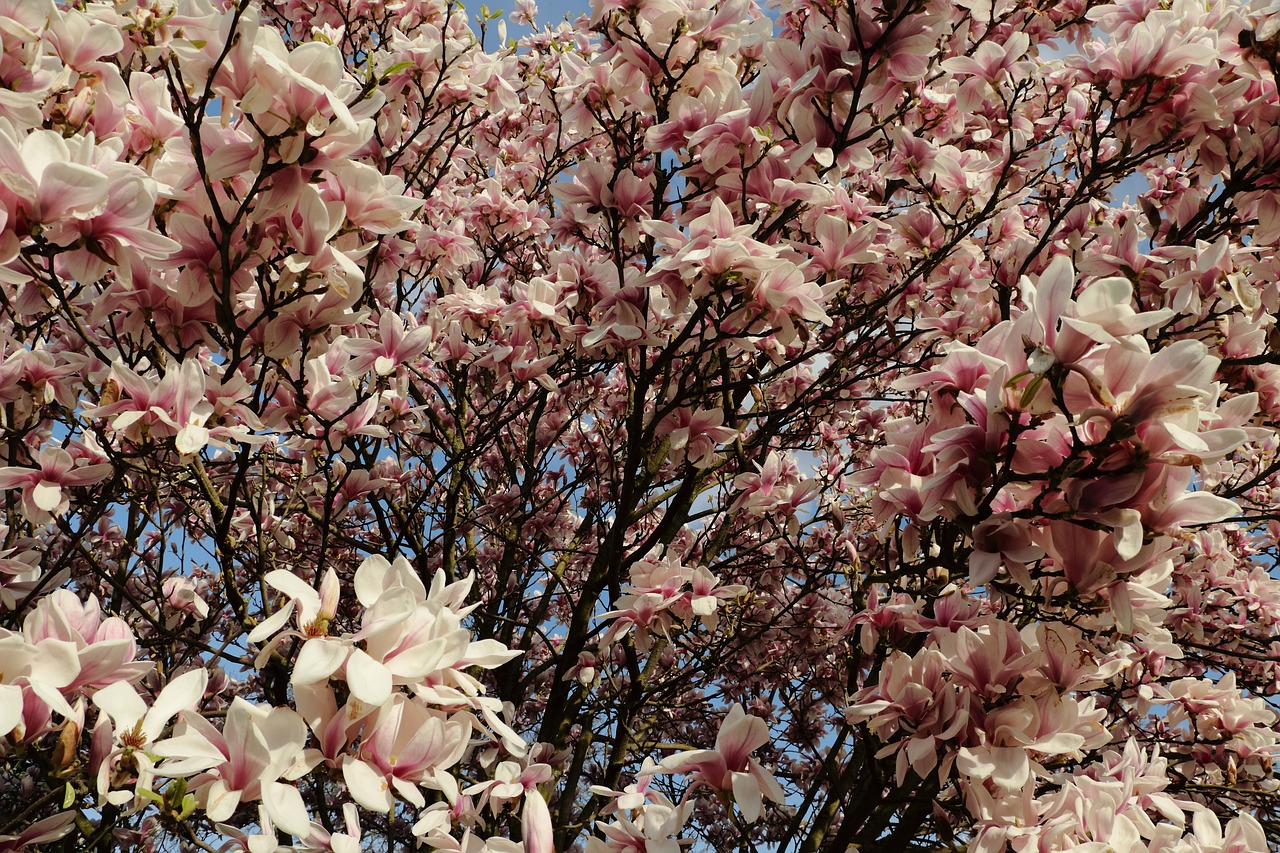 magnolia magnolia tree spring free photo