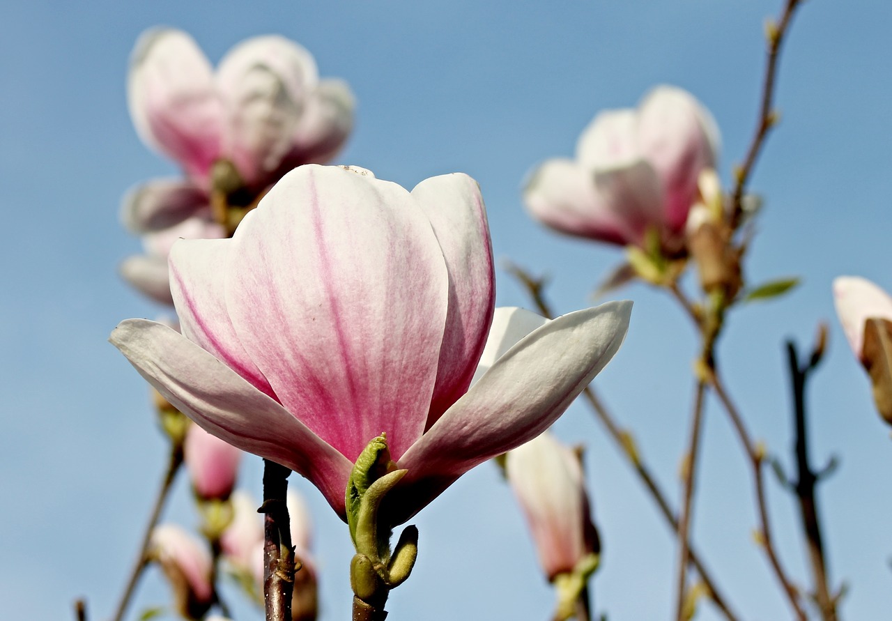 magnolia magnolia blossom spring free photo