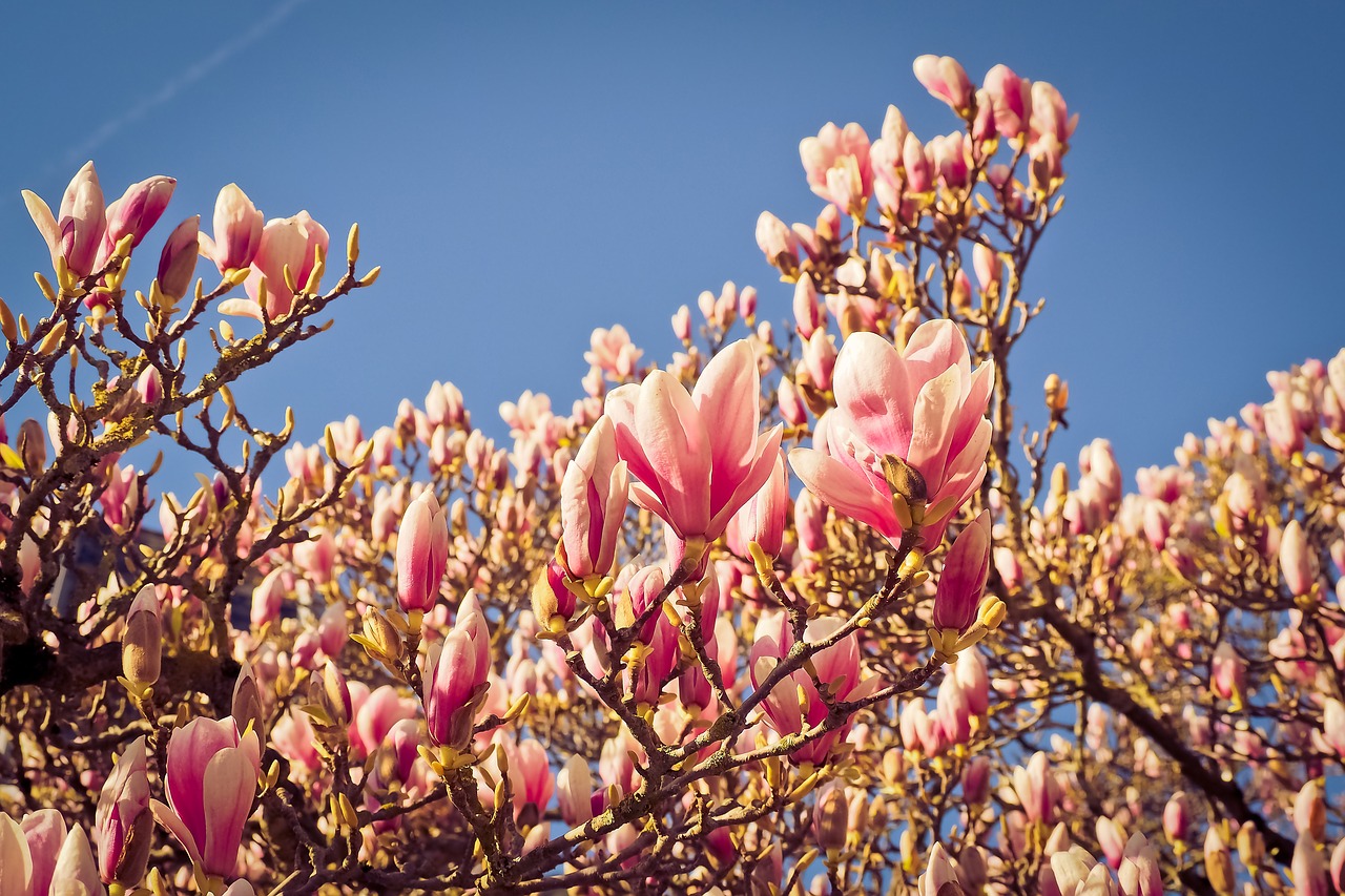 magnolia tree flowers free photo