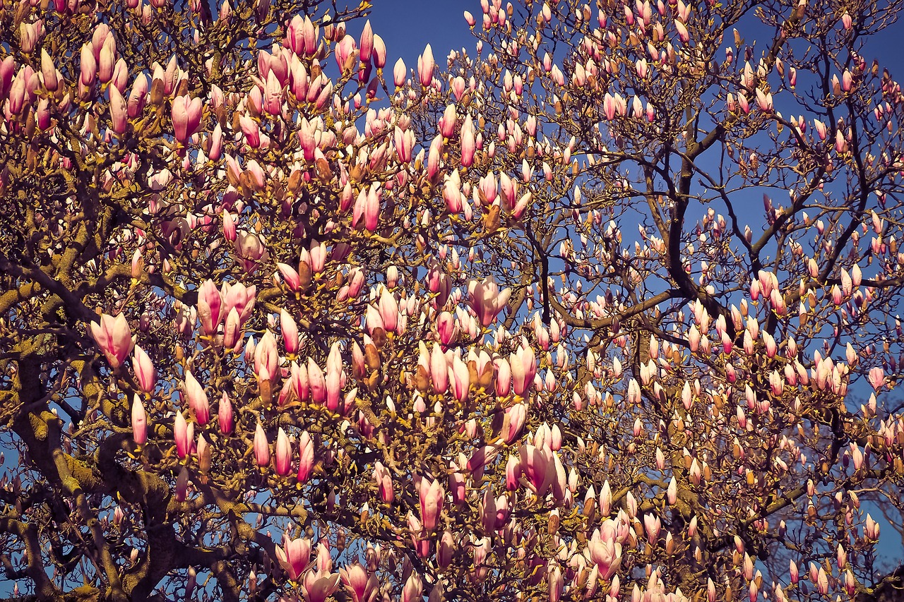 magnolia tree flowers free photo