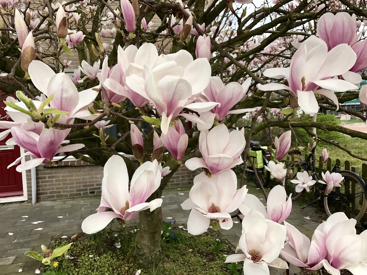 magnolia garden bloom free photo