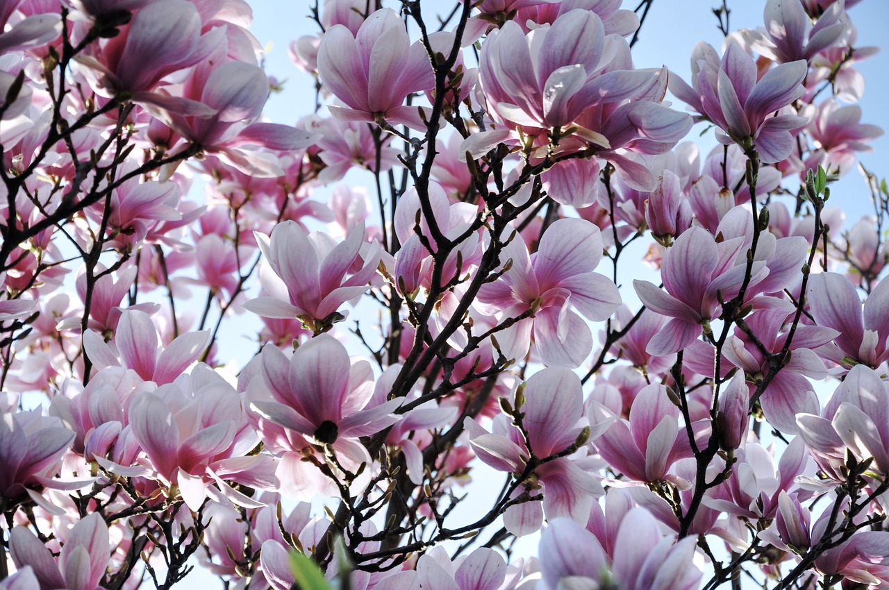 magnolia spring flower free photo