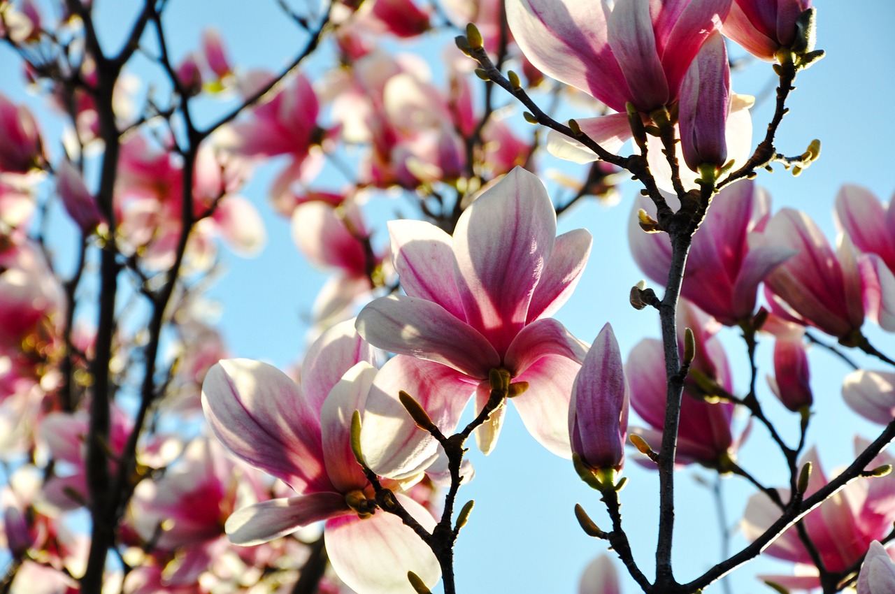 magnolia spring flower free photo