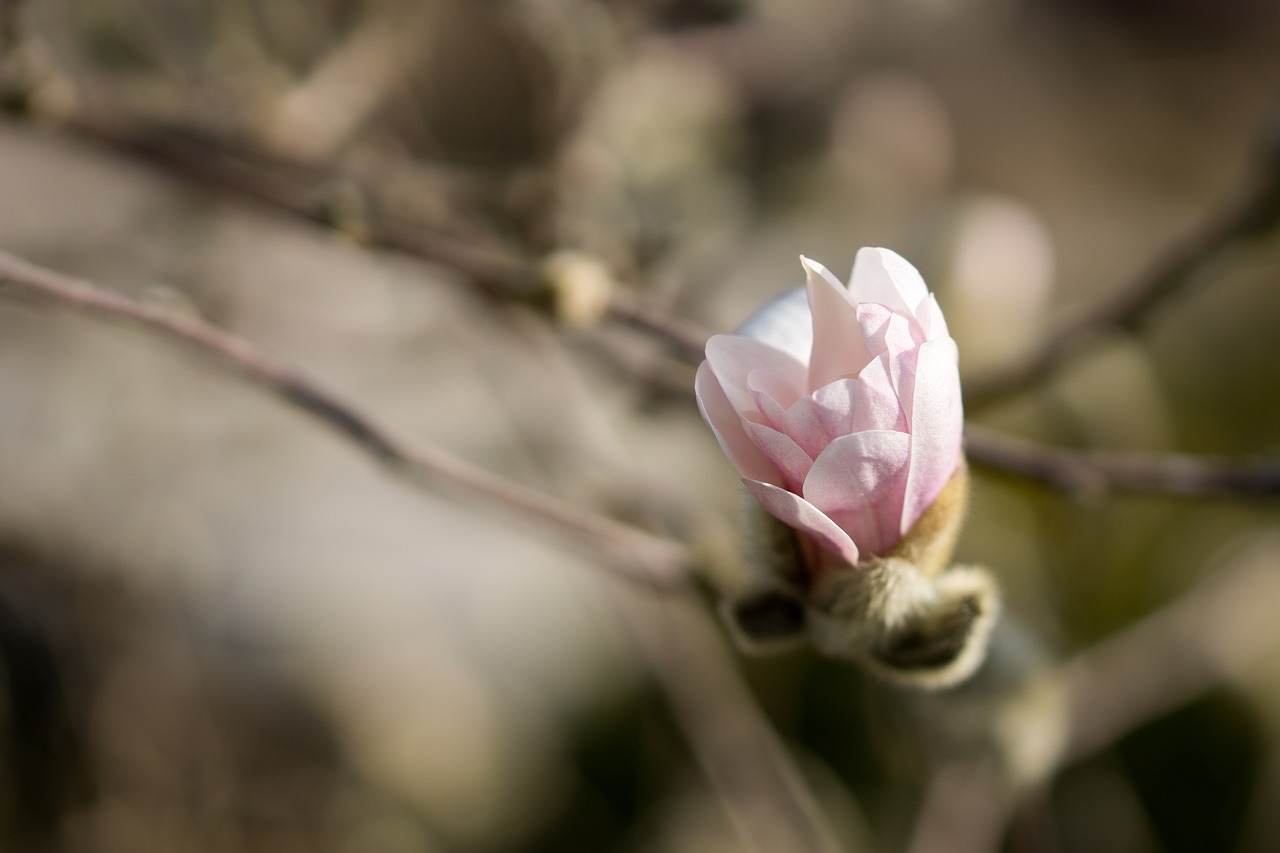 magnolia flowers flower free photo