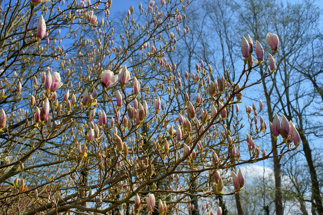 magnolia tulip magnolia early bloomer free photo