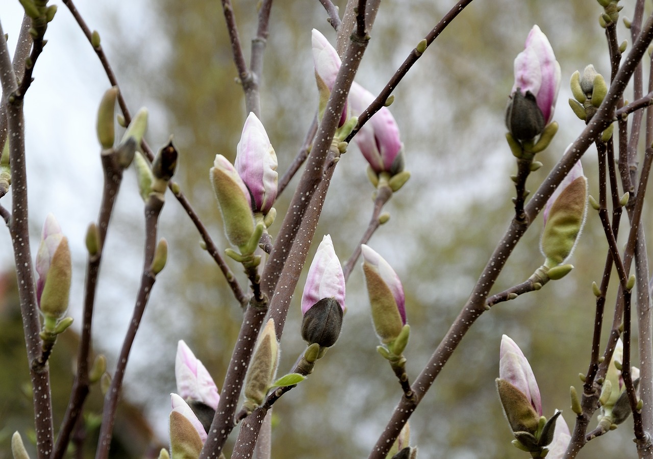 magnolia blossom bloom free photo