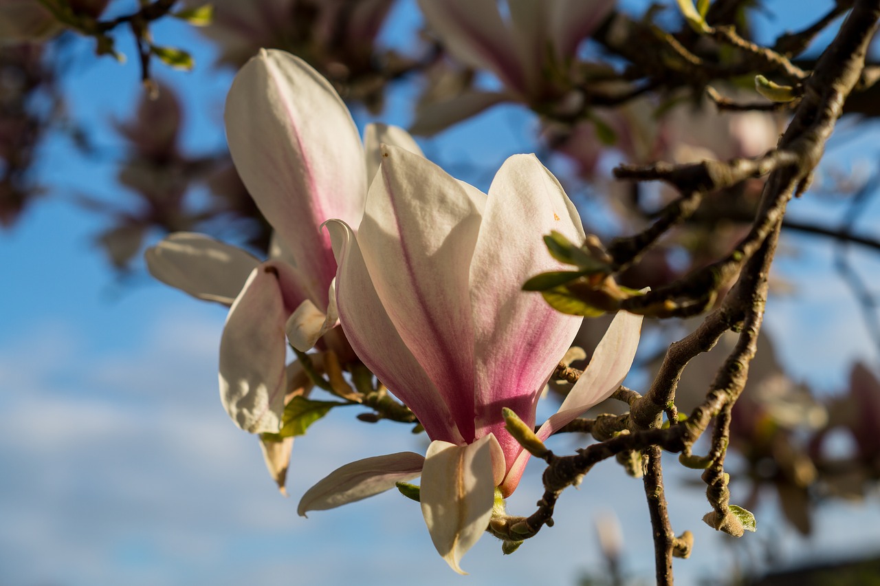 magnolia blossom tree free photo