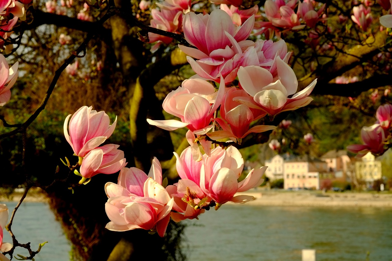 magnolia magnolia tree spring free photo