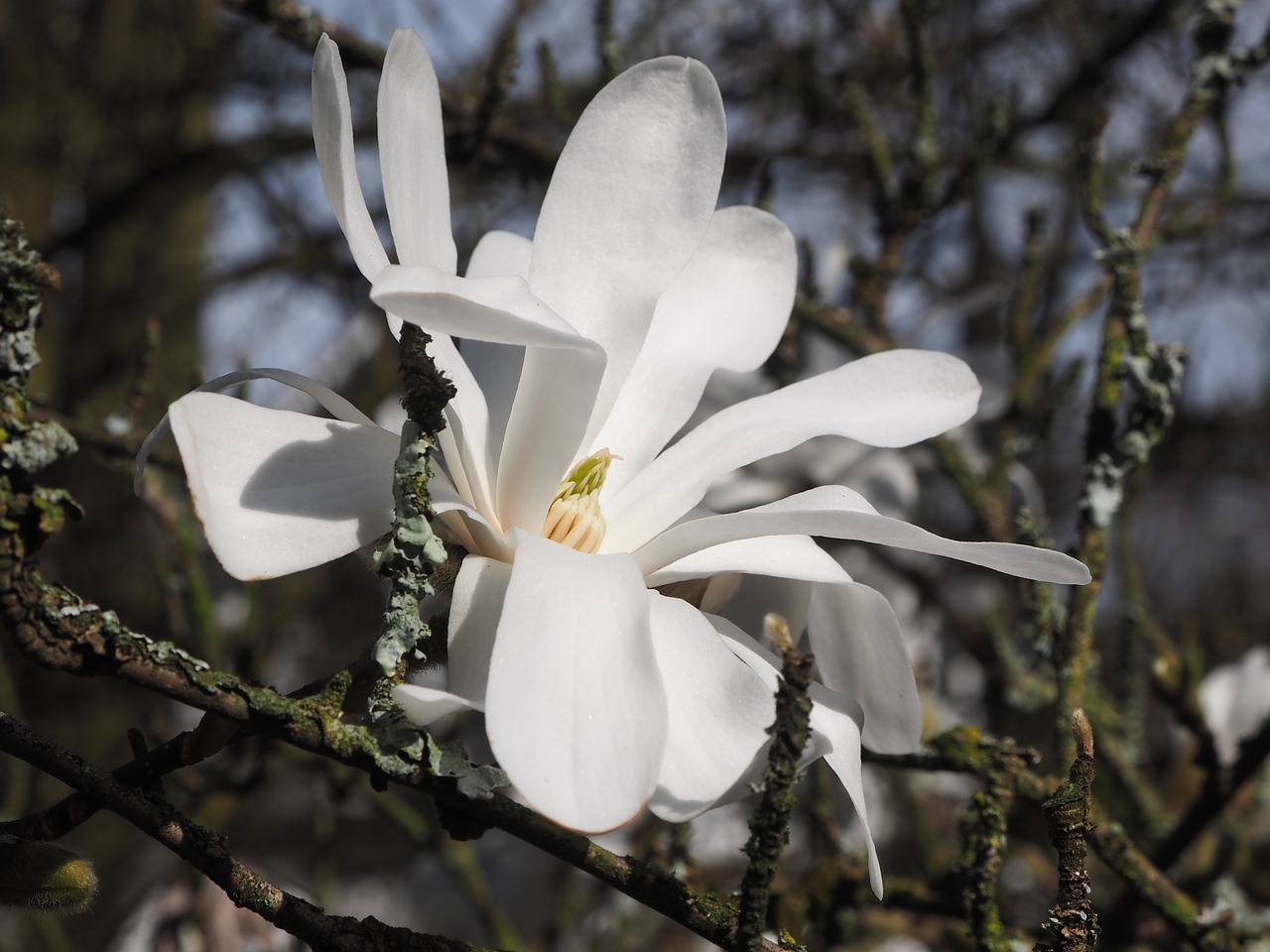 magnolia white spring free photo