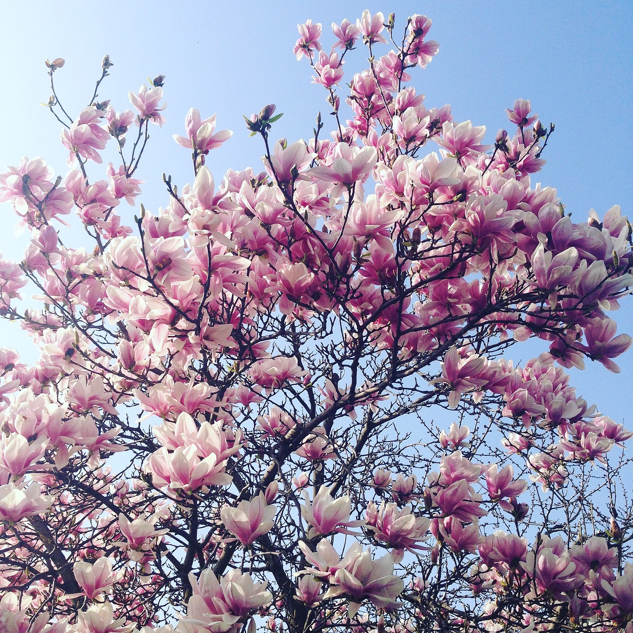 magnolia spring flowers free photo