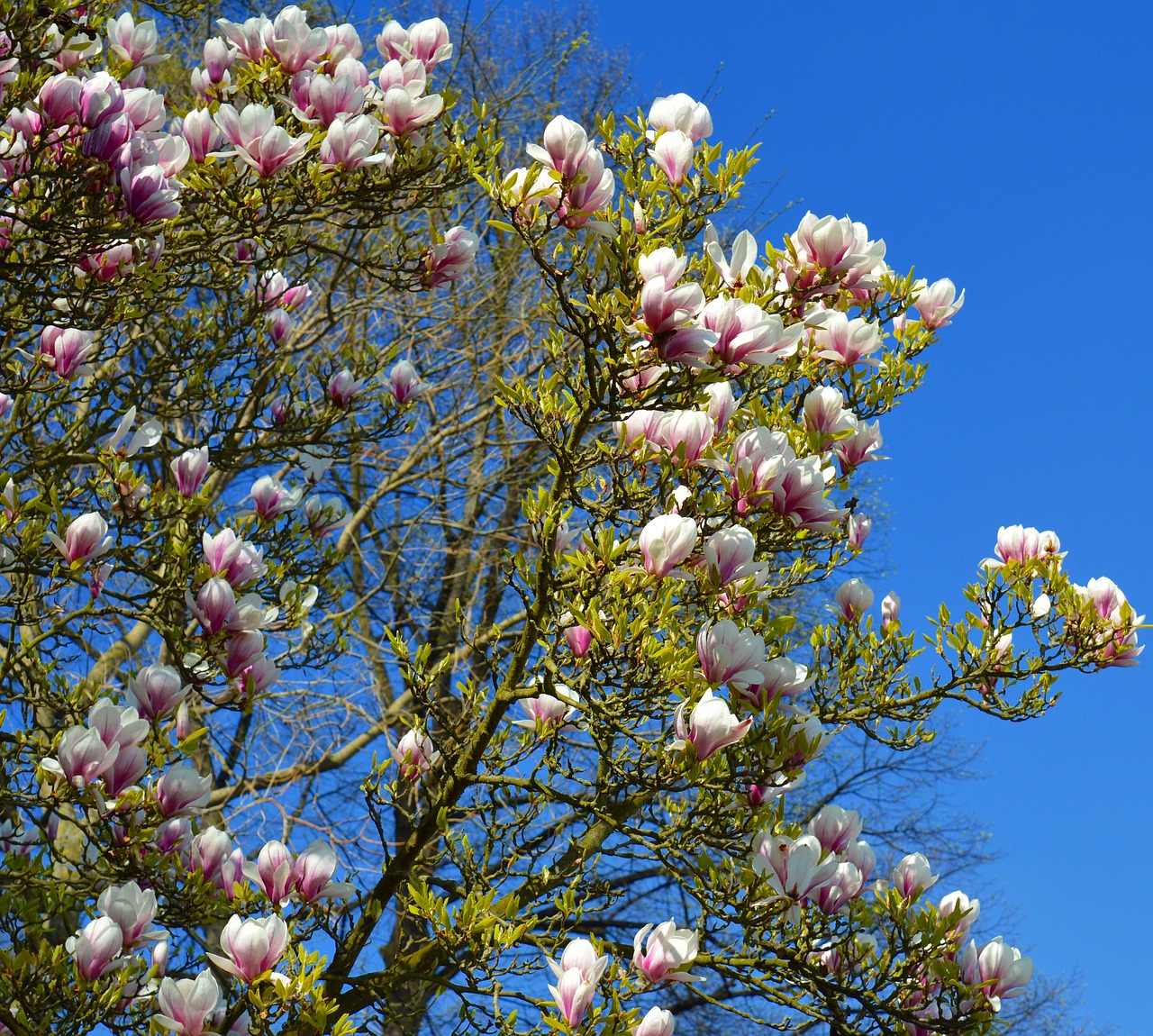 magnolia magnolia tree spring free photo