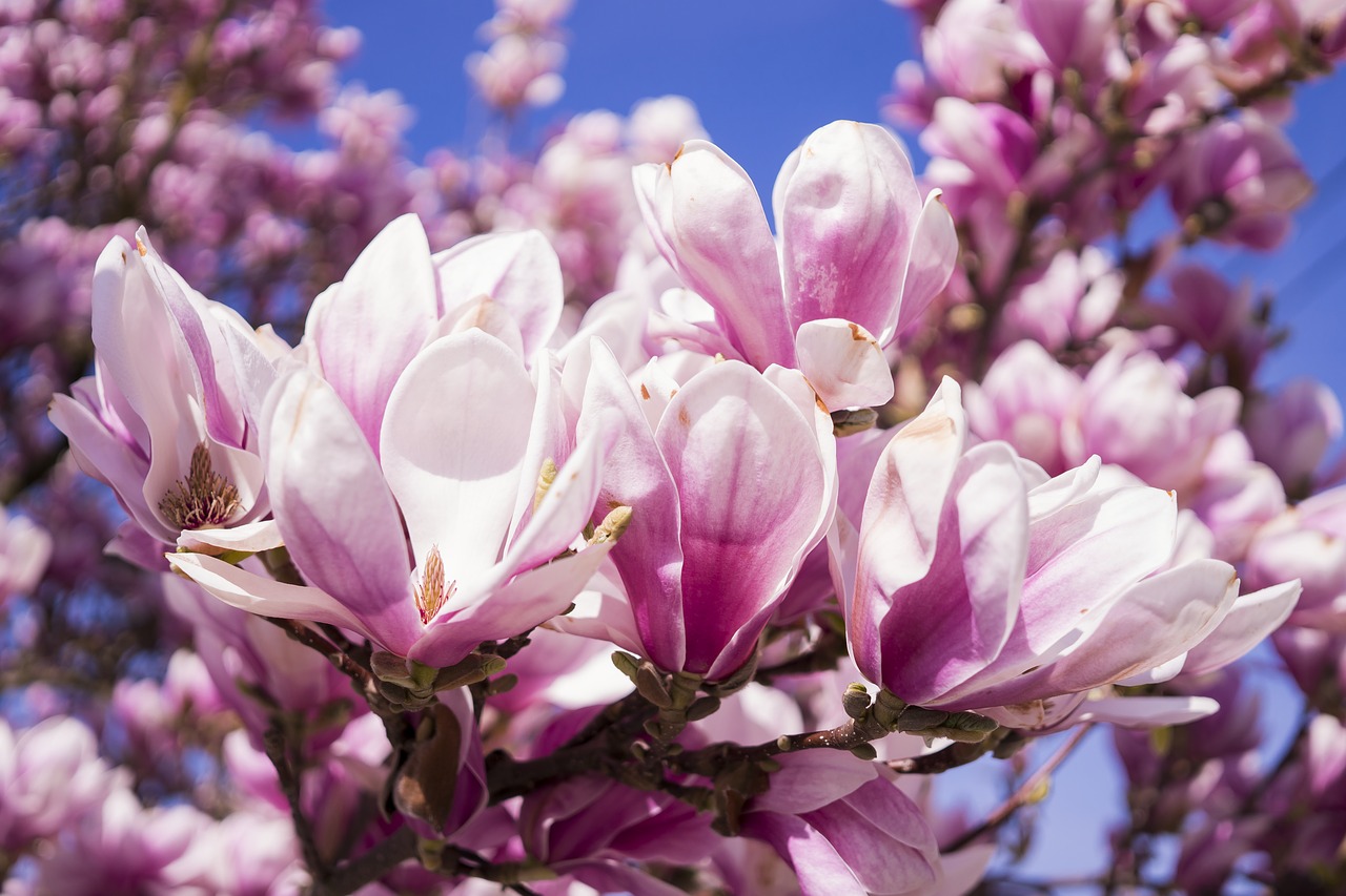 magnolia flowers pink free photo