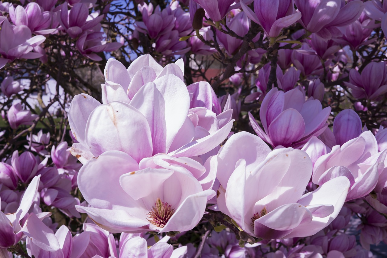 magnolia flowers pink free photo