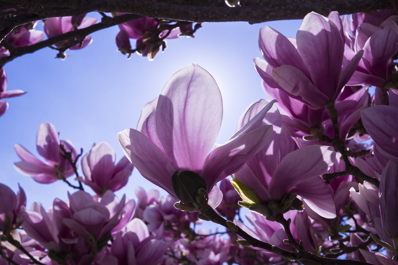 magnolia flowers pink free photo