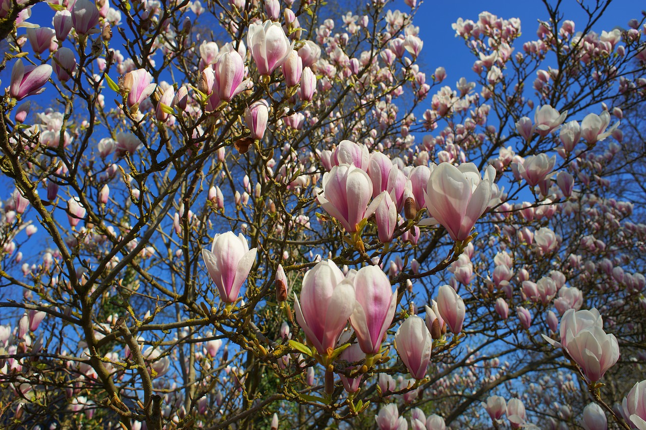 magnolia tulip magnolia early bloomer free photo